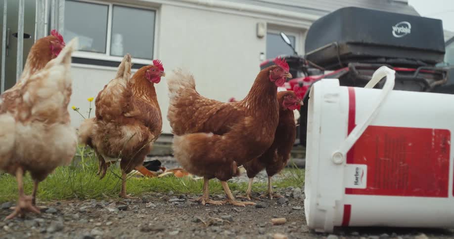 Several chickens peck about