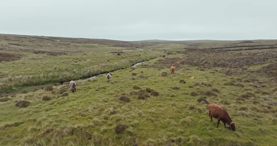 Cattle graze in the field
