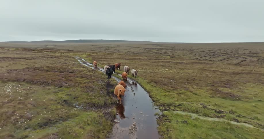 A herd of ox travel on the muddy trail