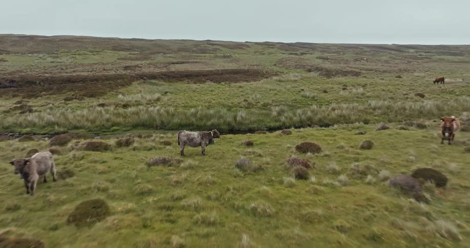 A herd of shaggy cows graze in a vast green and brown field with a narrow river running through it under a cloudy sky