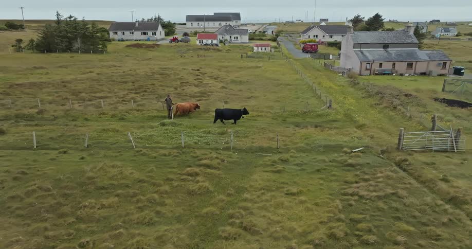 A farmer herds some cattle