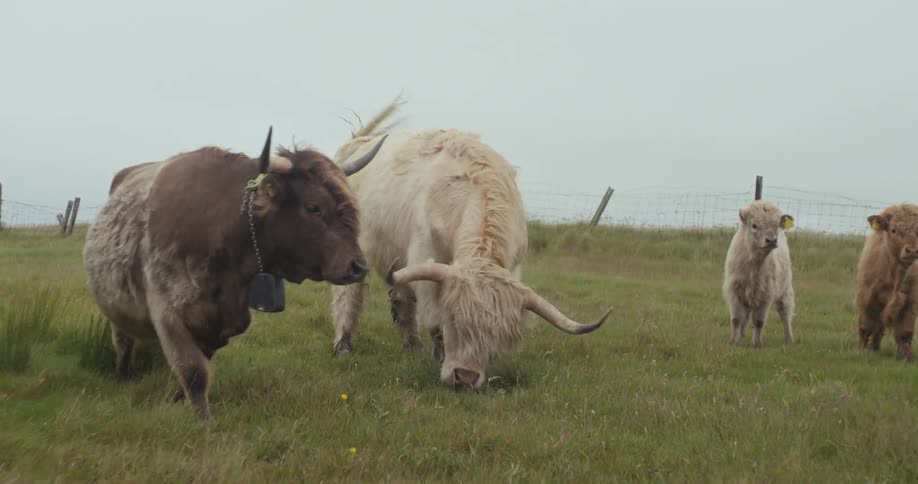 The large white bull kicks around in the grass