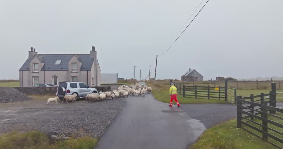 Shepherds on foot and an atv herd a flock of sheep down a rural road past houses and fields on a cloudy day