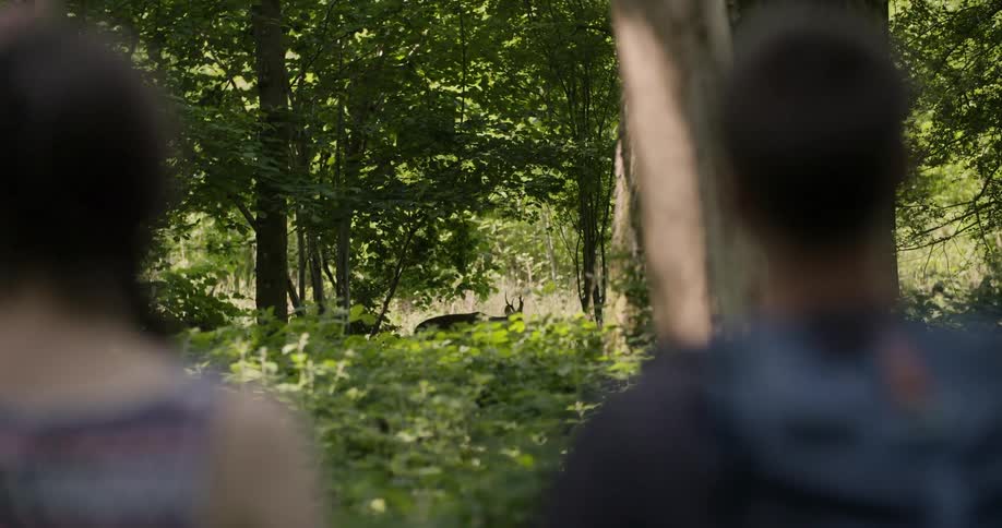 The man and woman watch the deer run through the forest