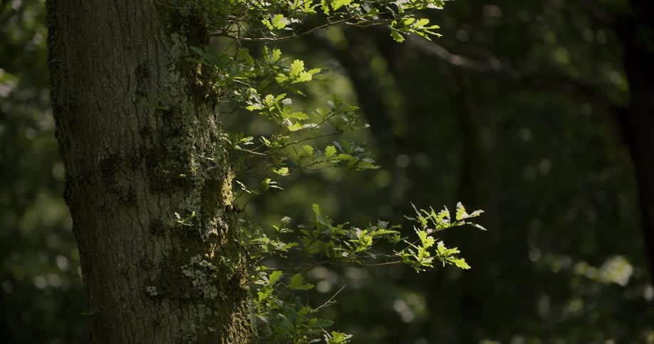 Flies hover around the trees in the forest