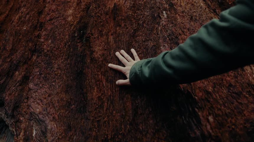 A persons hand with a sleeve moves down and touches a trees bark