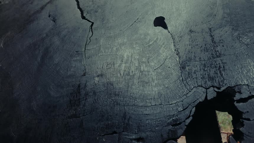 The cut tree is painted black