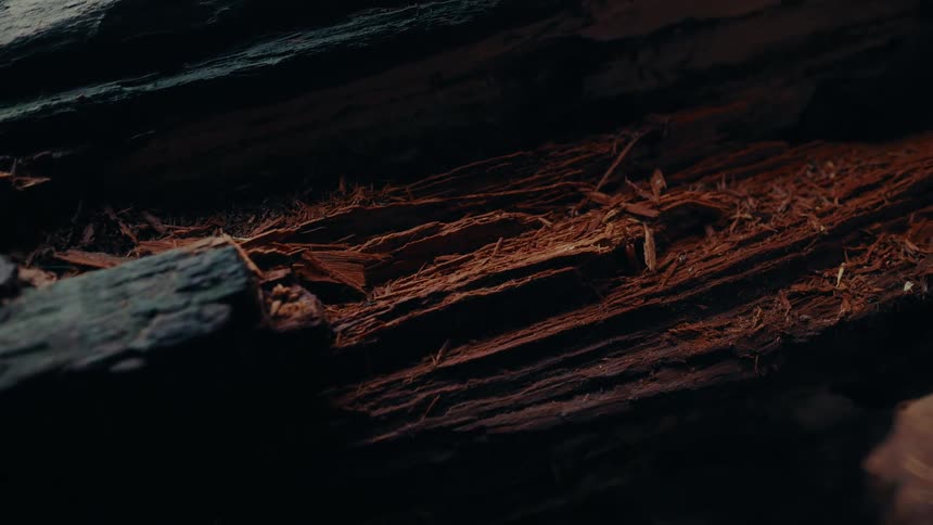 The video shows an extreme closeup of a broken tree trunk revealing the textured splintered wood the dark lighting and deep colors create a moody and intense feel