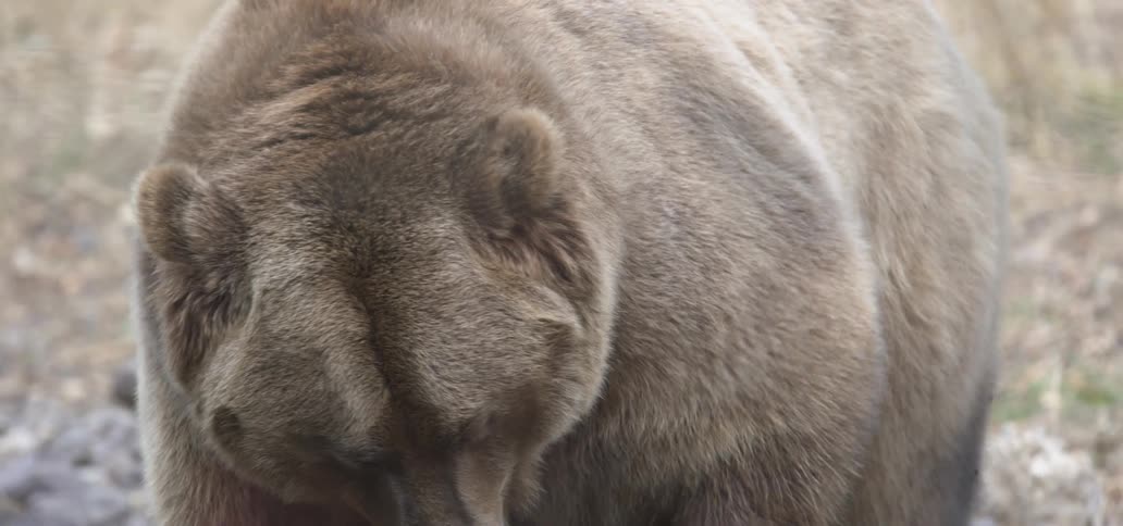 Huge brown bear scavenging in the woods at midday