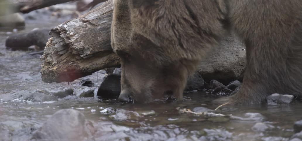 A bear drinks water from a shallow forest stream
