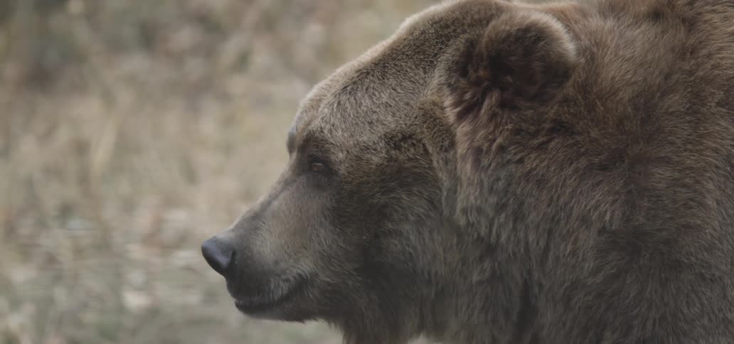 A bear eats prey while standing among rocks and logs