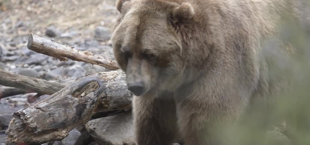 A Grizzly bear stands in a stream lowers its head to drink and then lifts its head back up