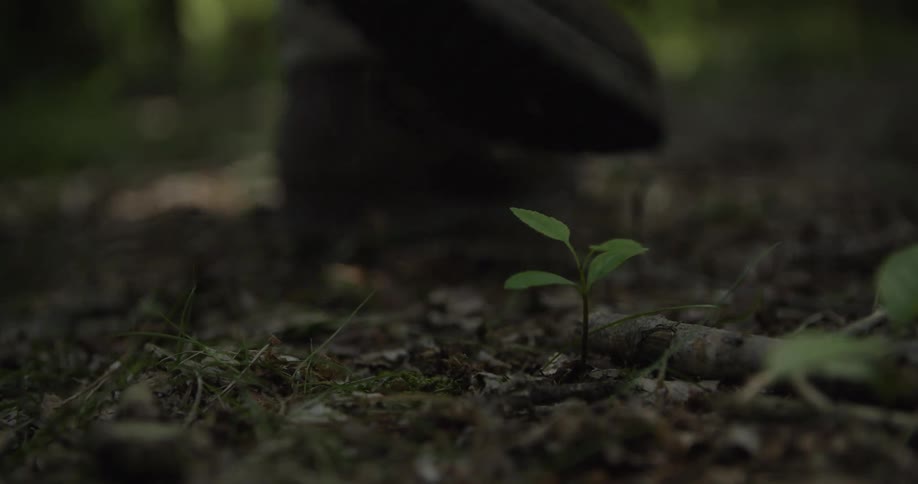 A close view shows a small green plant growing on the forest floor as a mans hiking boot walks past it