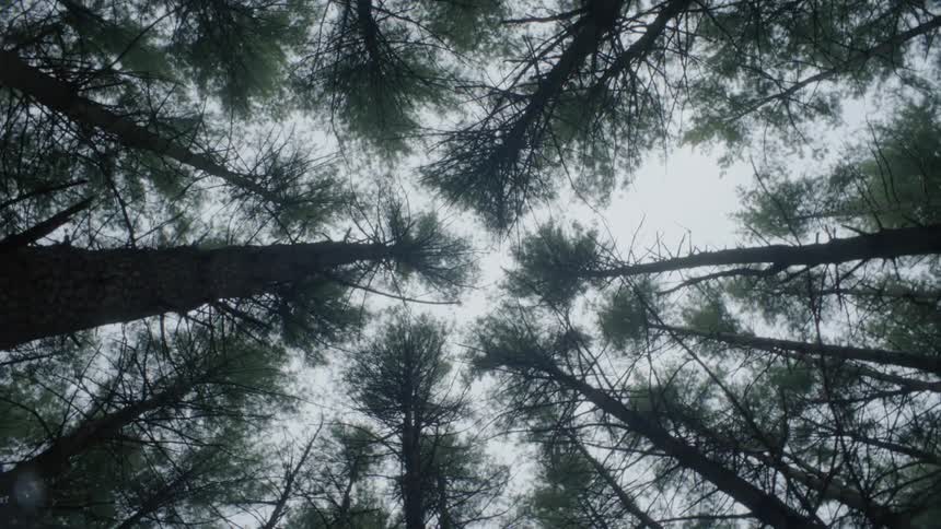 View looking up at trees on a cloudy day