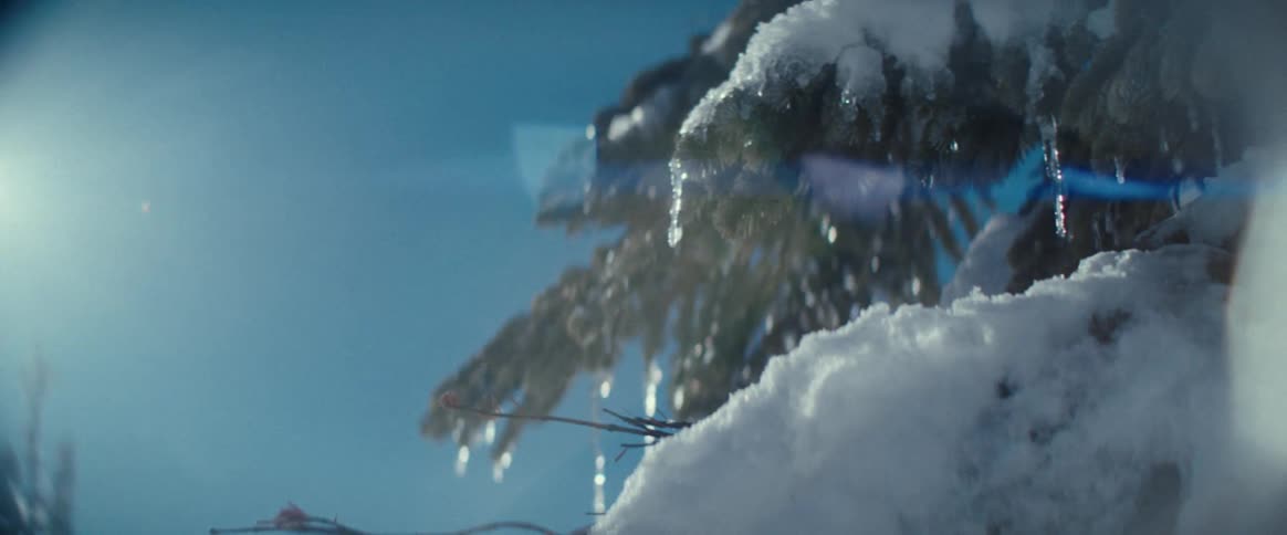 Conifer with snow