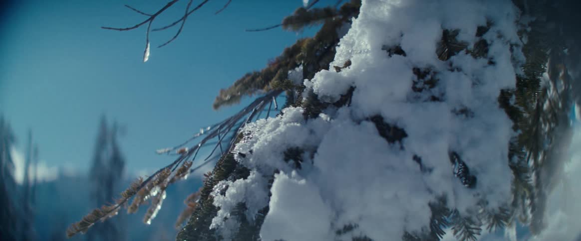 A close view shows snow and icicles on a pine tree branch with a blurred snowy landscape and a bright blue sky in the background