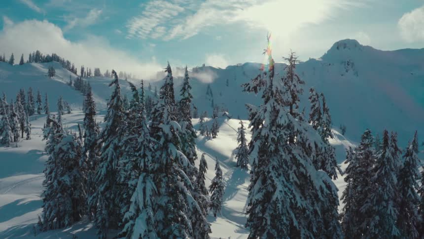 A snowy mountain forest shines under bright sunlight