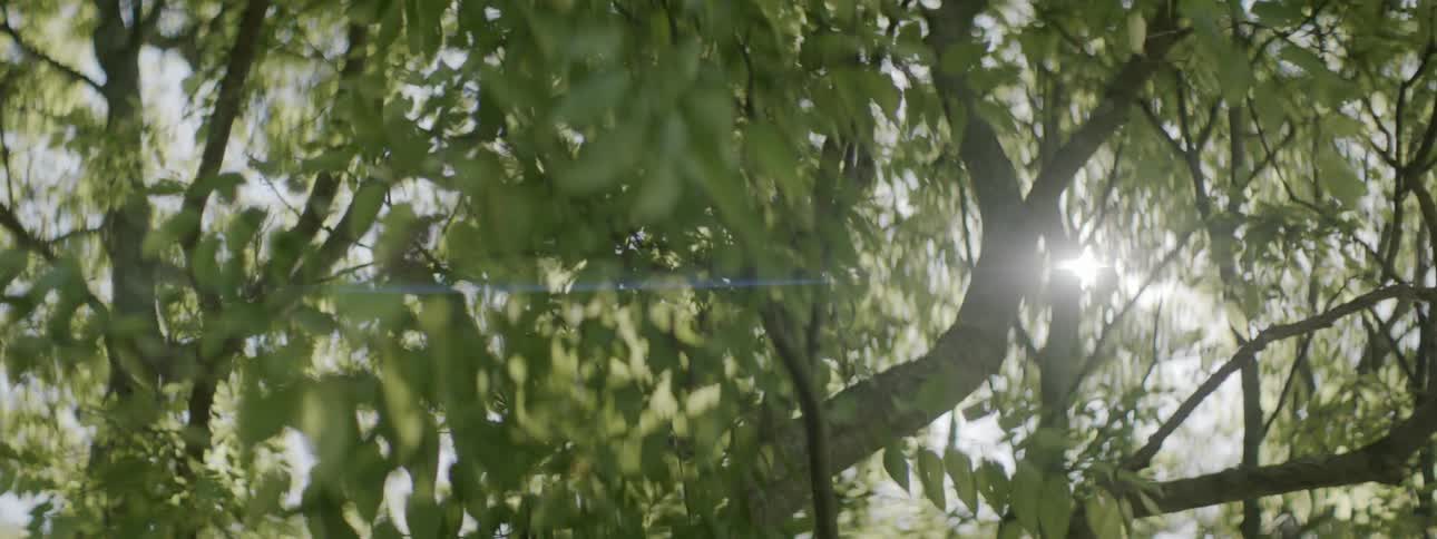 A close up view of some tree leaves
