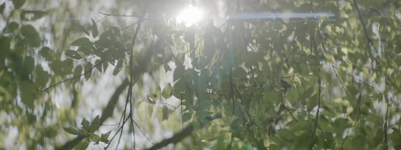 A close up view of some leaves on a tree with the sun shining in the background
