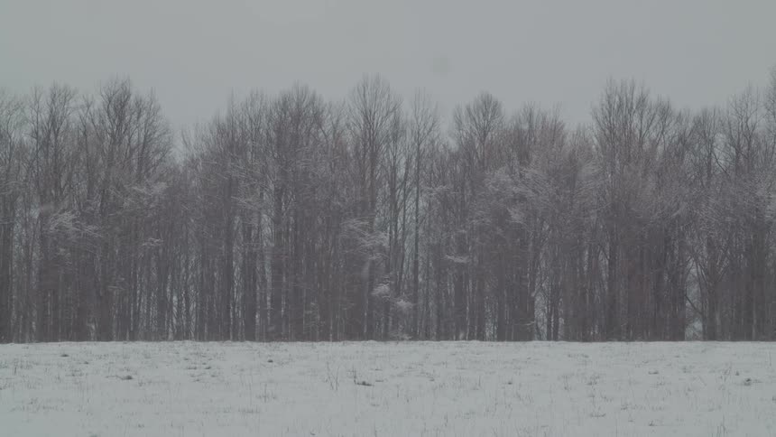 Snow is falling on the large forest