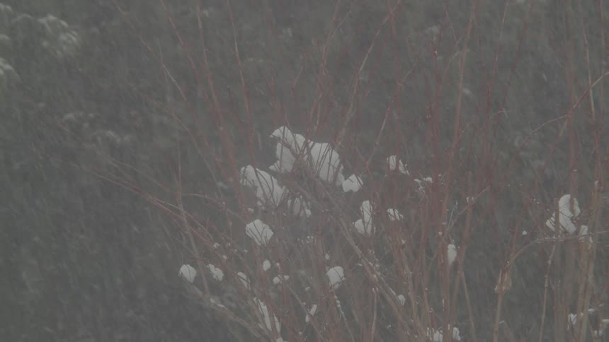A steady medium shot of a bush with snow piling up on its branches during a snowfall the snow falls steadily blurring the background