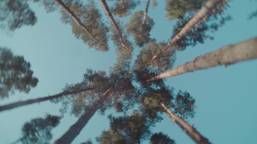 Looking up the camera spins showing tall pine trees reaching towards a clear blue sky