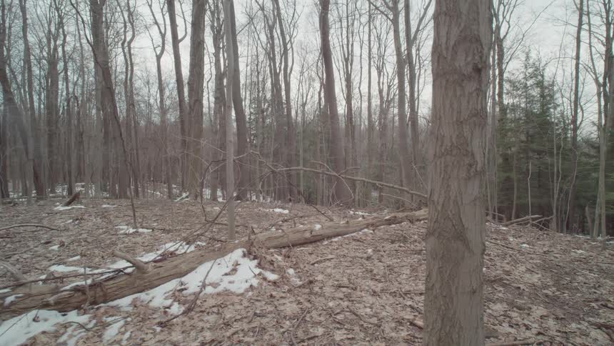 A barren forest in winter