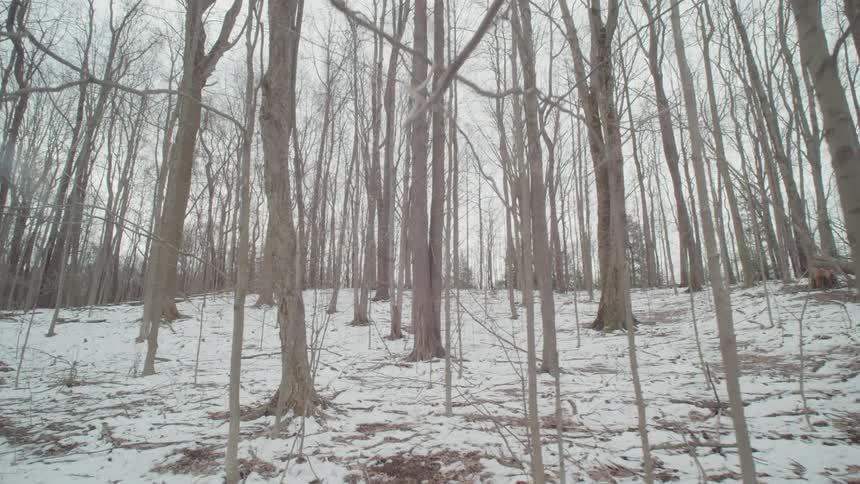 Snow covers the ground around the trees