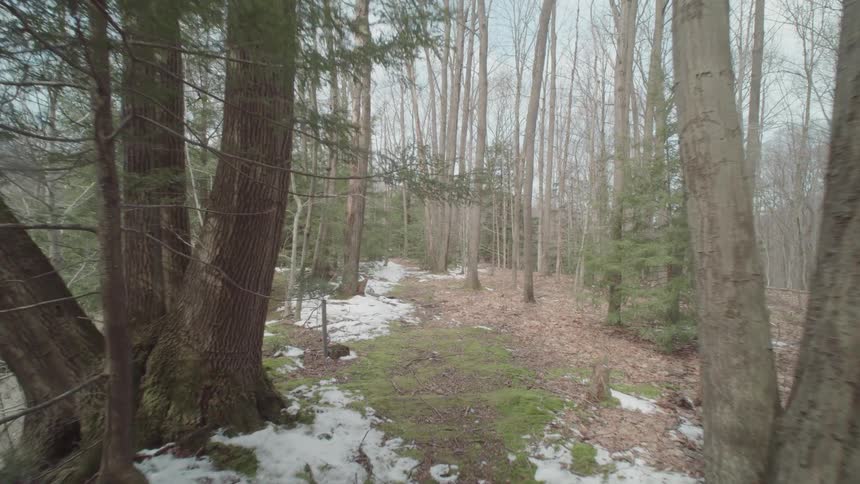 Walking through the woods