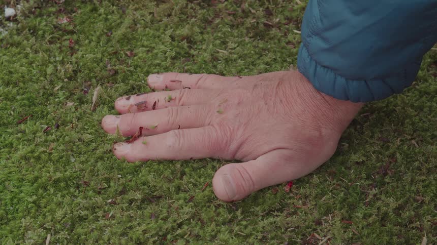 Palms of hands fluffing the grass