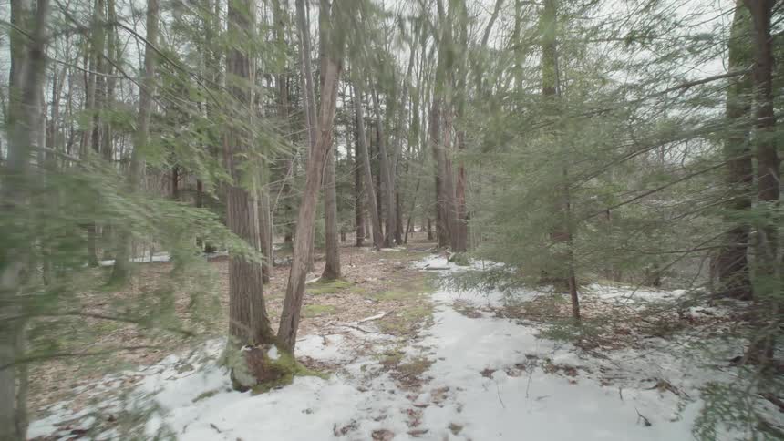 The large forest has snow all around