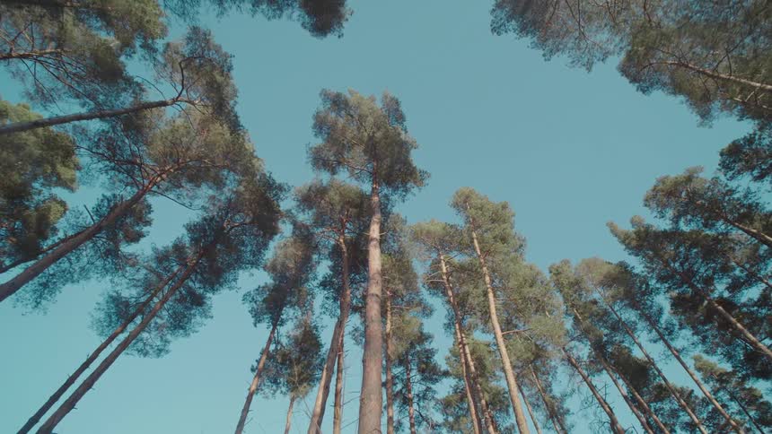 Tall trees fill the clear sky
