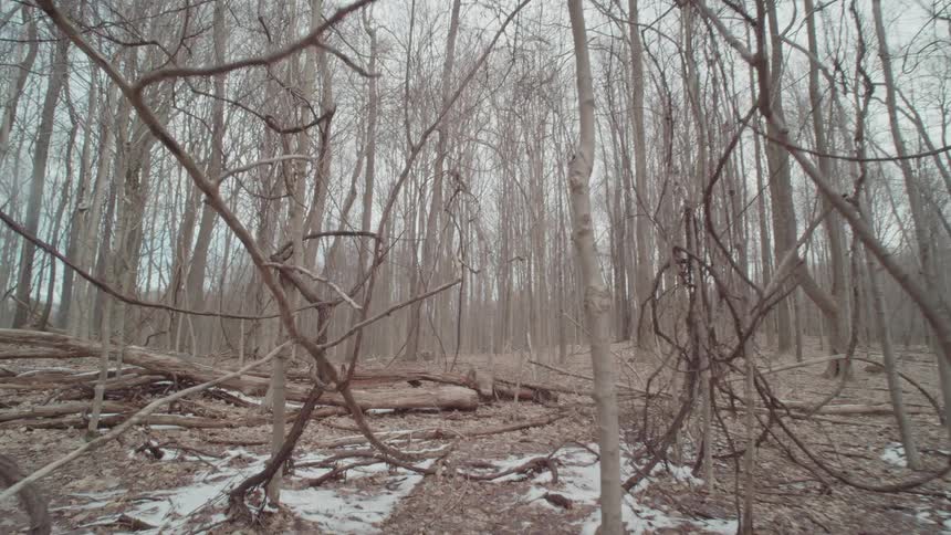 Forest full of leafless trees