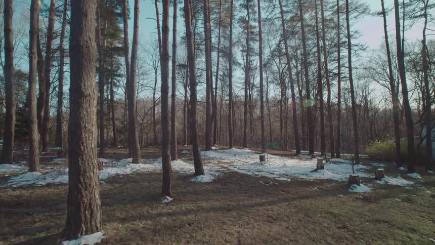 Trees surrounded by small amounts of know on a forest oudoors during day time