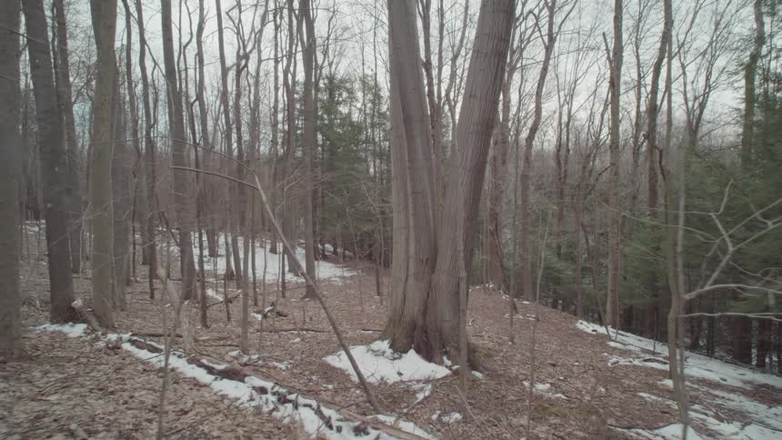 Walking through the snowy woods