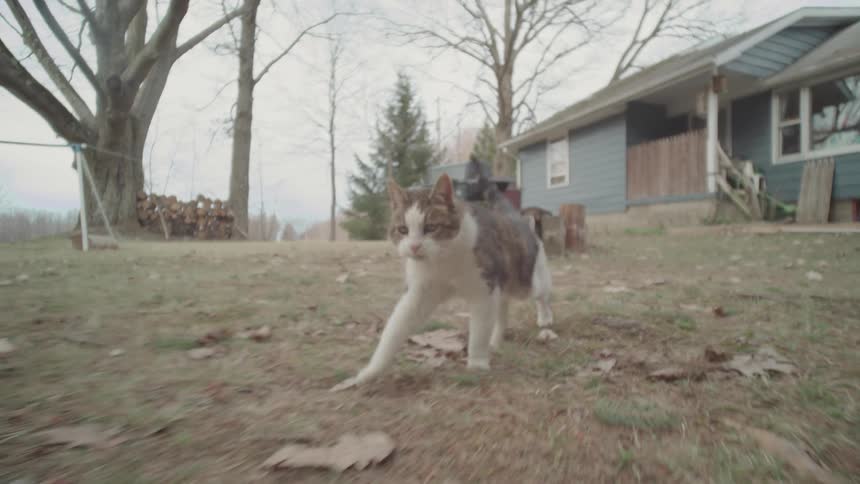 A cat walks across the lawn in front of a house