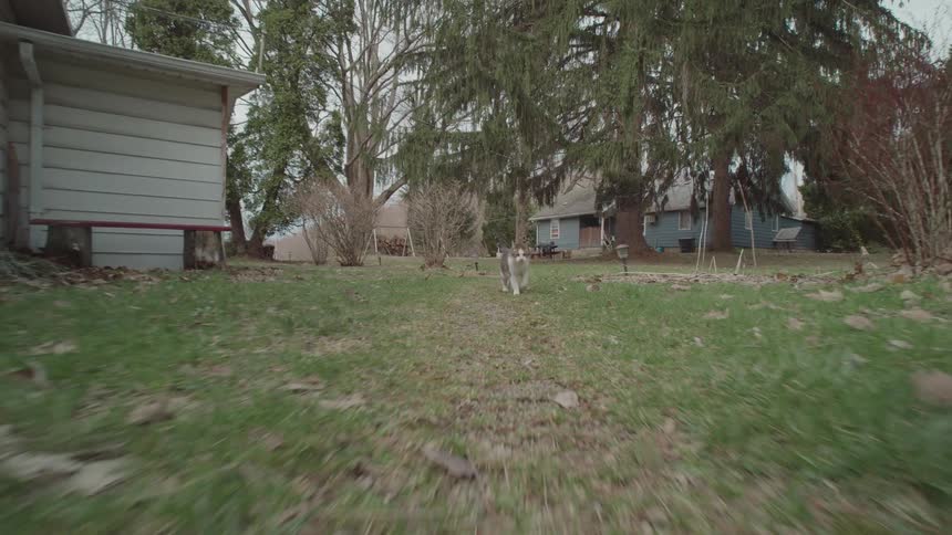 A cat walking in a path on a urban setting with houses and trees in the back