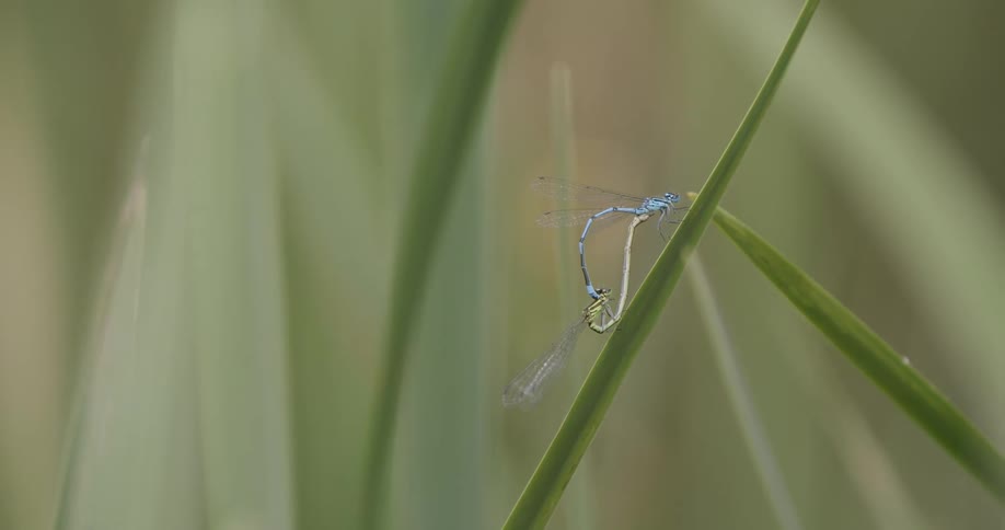 A dragonfly on a leaf
