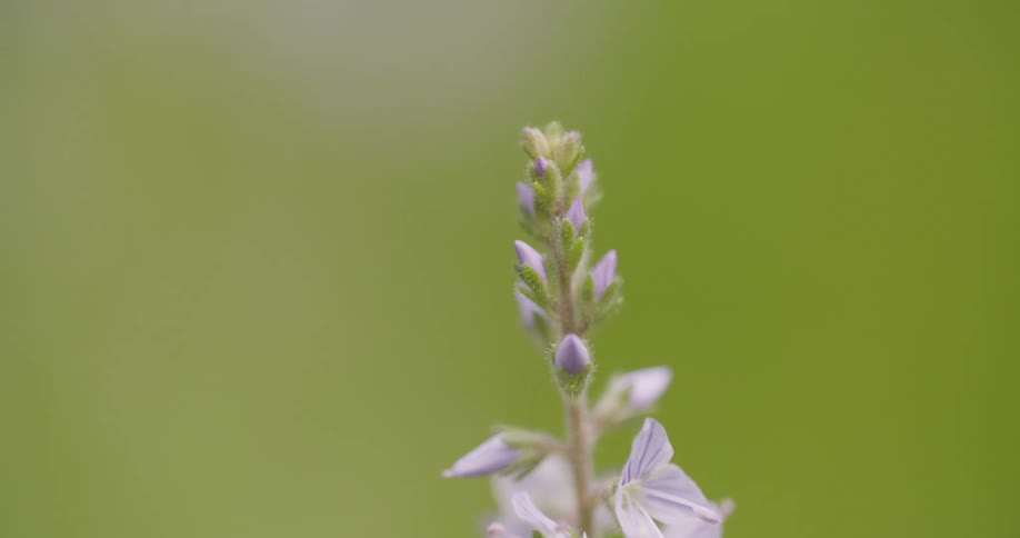 Close up of a lilac flower