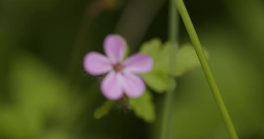 Lilac flower among green leaves