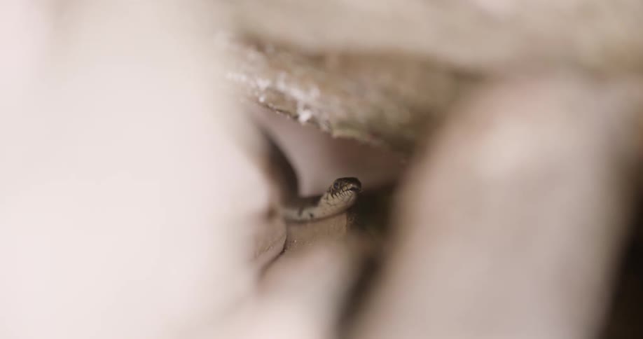 The video shows a closeup of a small snake peering out from a dark crevice the snakes head is visible and it appears to be a light brown color with darker markings