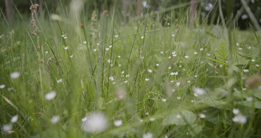 Bugs fly around the tall grass