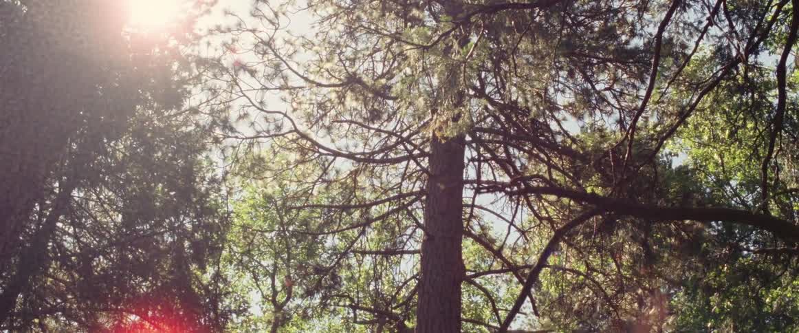 Sunlight shining through trees