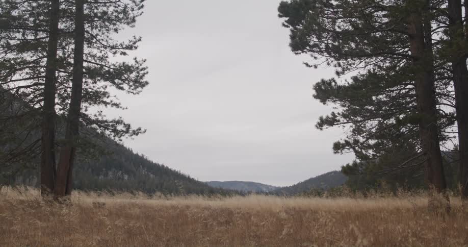 A landscape of a field with trees and a hill in the distance is shown