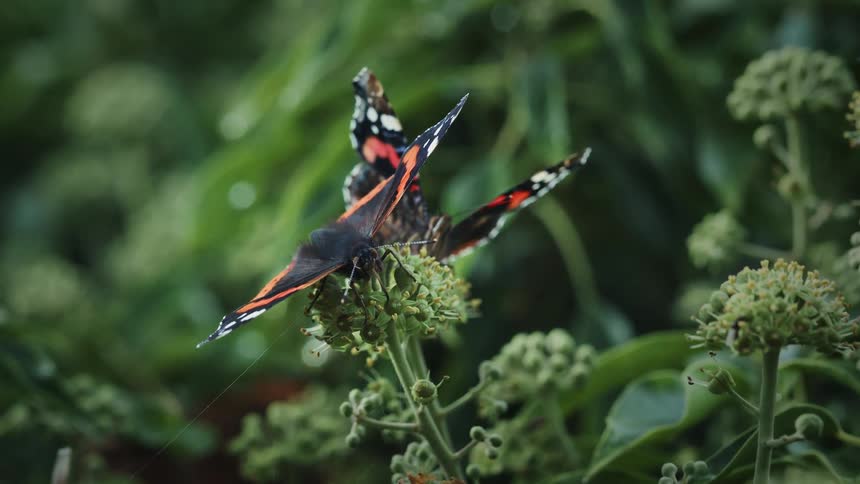 Close up of two butterflies feeding on pollen from a green flowering plant outdoors during daytime
