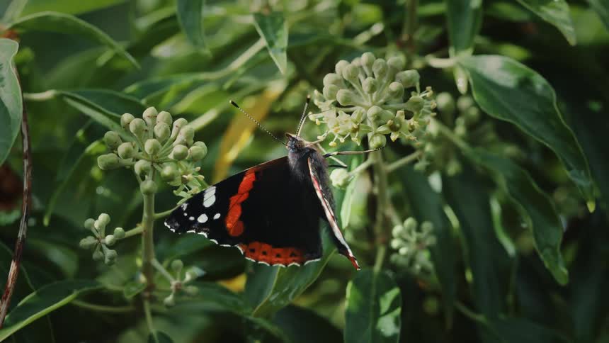 Butterfly pollinating on plant