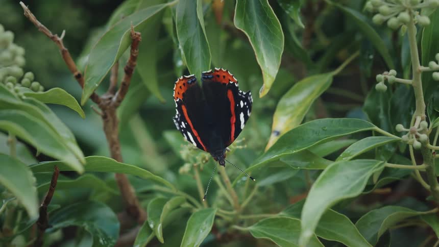 Red admiral butterfly among plants with green leaves