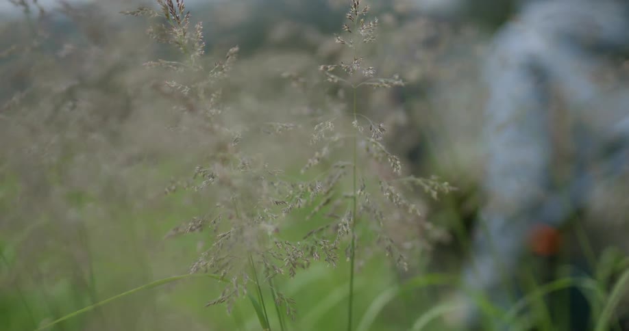 Closeup of tall vegetation and two people walking out of focus in the background