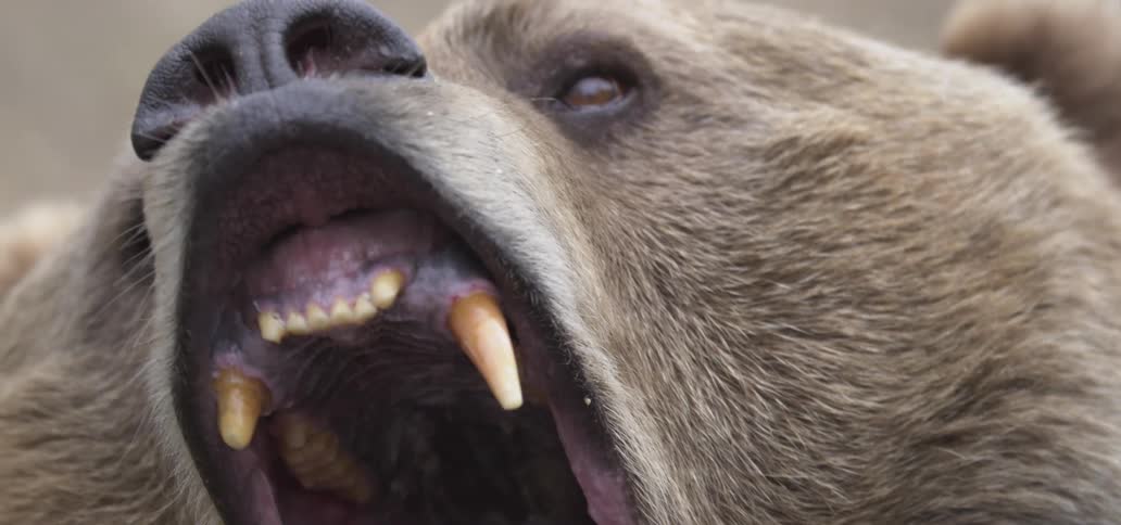 Bear roaring with open mouth