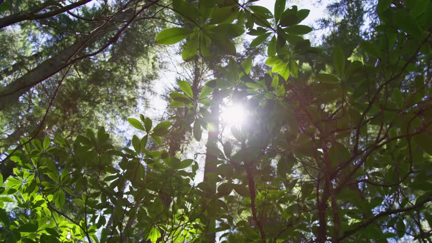From a lowangle perspective deep within a forest the camera looks straight up as bright sunlight filters and flares through the lush green leaves of the tree canopy creating a peaceful dappled light effect